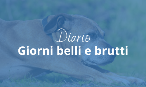 diario cane artrosi diario cane artrosi
