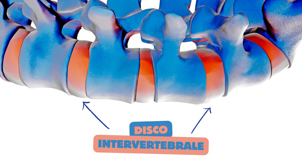 ernia del disco cane che cos'è il disco intervertebrale nel cane