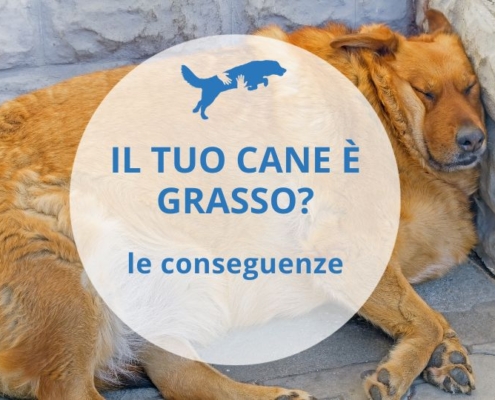 cane sovrappeso conseguenze e come fare a farlo dimagrire