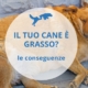 cane sovrappeso conseguenze e come fare a farlo dimagrire