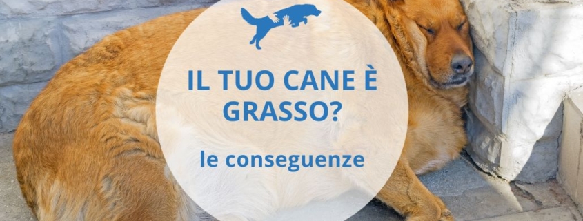 cane sovrappeso conseguenze e come fare a farlo dimagrire