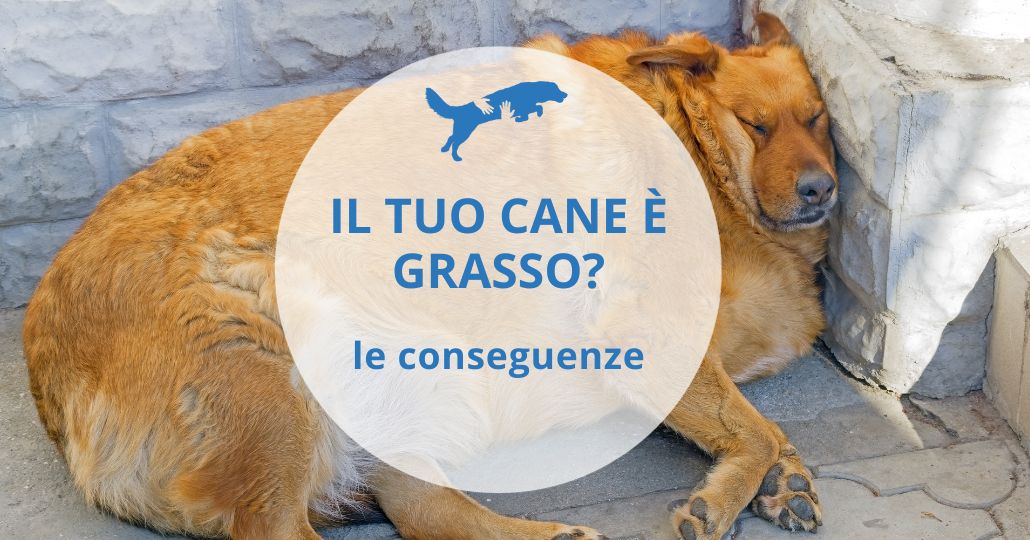 cane sovrappeso conseguenze e come fare a farlo dimagrire