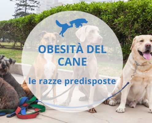 come far dimagrire il cane in base alla razza