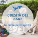 come far dimagrire il cane in base alla razza
