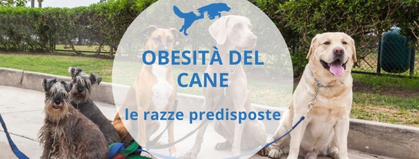 come far dimagrire il cane in base alla razza