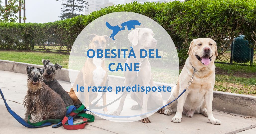 come far dimagrire il cane in base alla razza