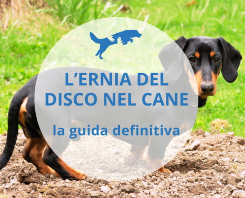 terapie ernia del disco cane paralizzato