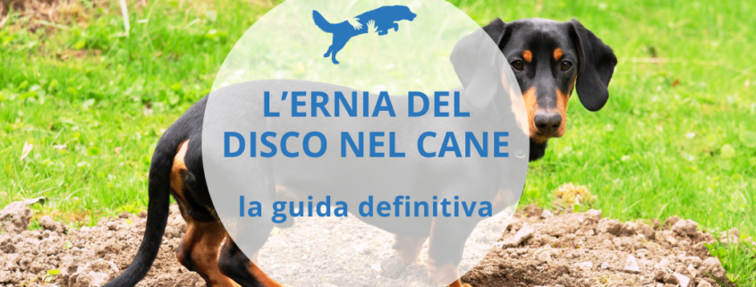 terapie ernia del disco cane paralizzato