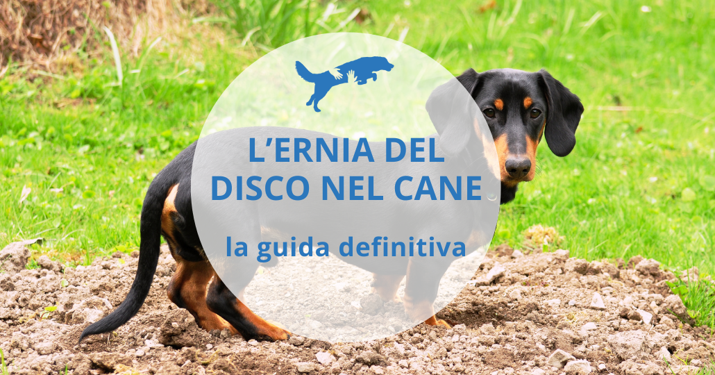 terapie ernia del disco cane paralizzato