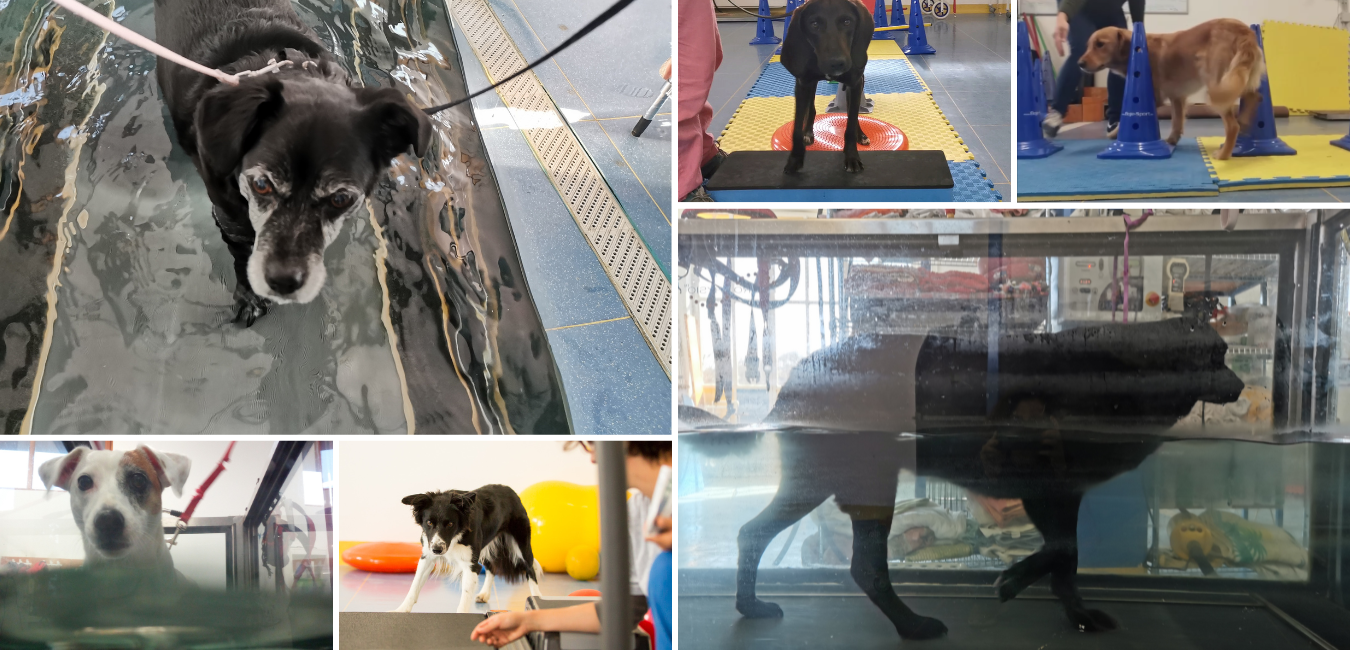 l'attività fisica del cane obeso deve essere personalizzata