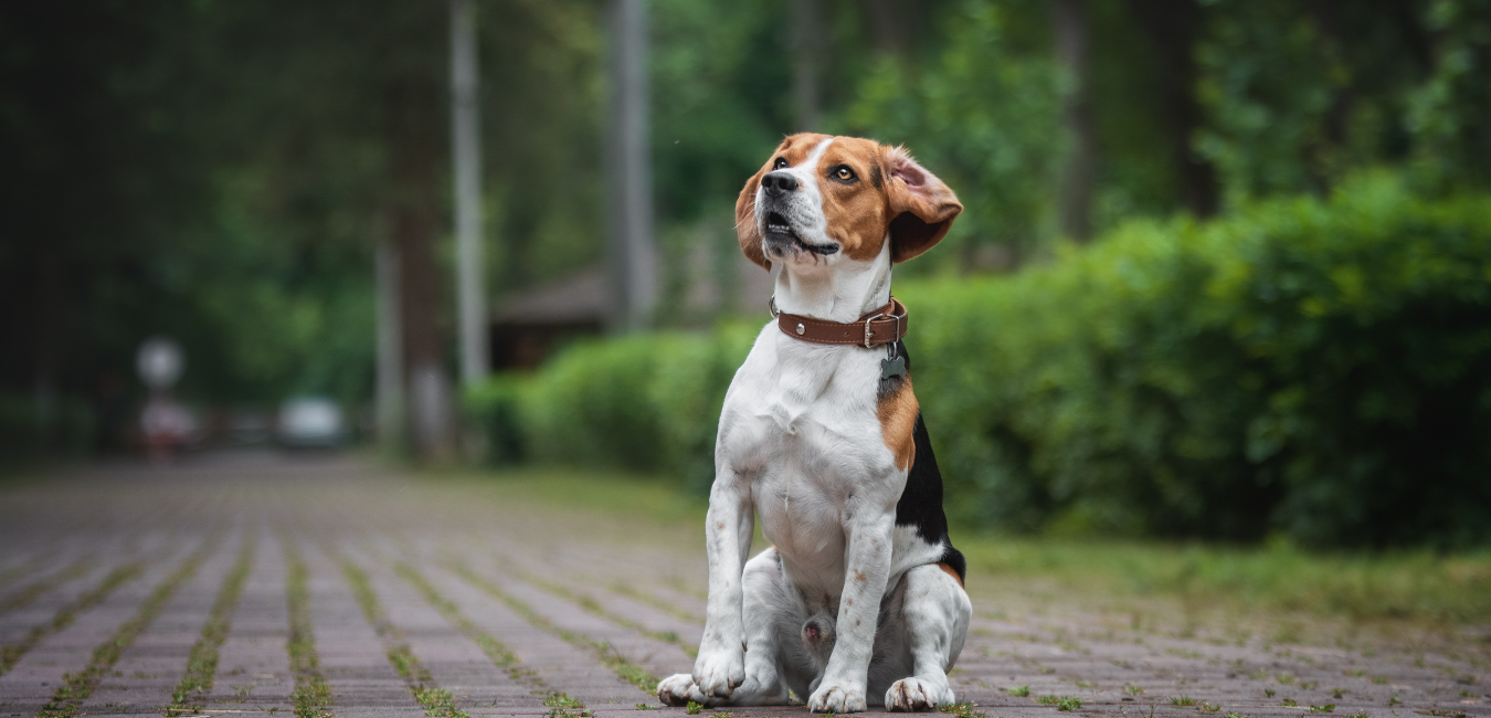 cane grasso razze predisposte razze predisposte all'obesità labrador beagle chavalier king charles bulldog