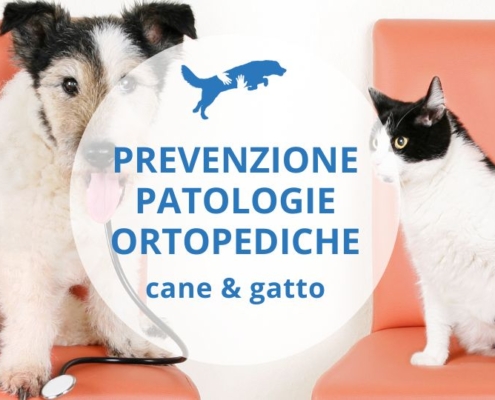 come prevenire artrosi e displasia nel cane e nel gatto