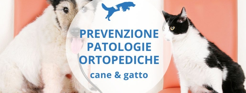 come prevenire artrosi e displasia nel cane e nel gatto