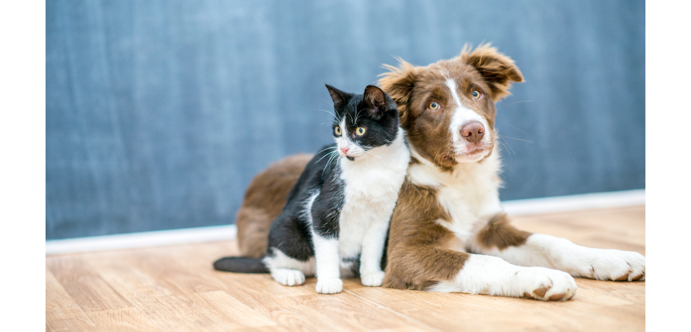 cane e gatto zoppia