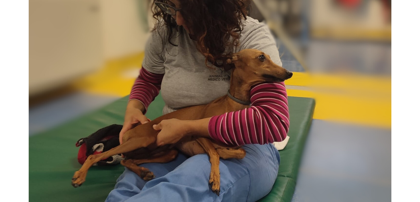 visita muscoli e articolazioni cane