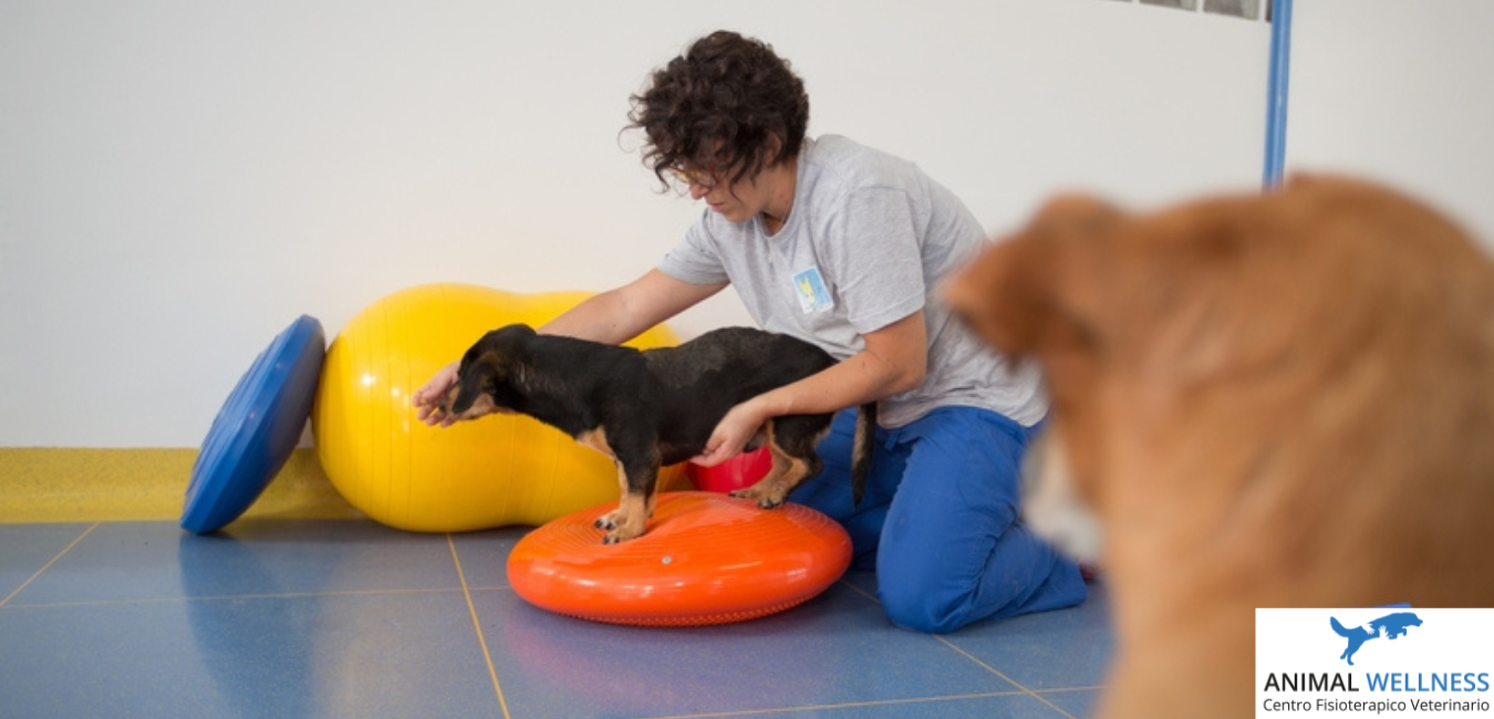 esercizi per la schiena dei cani bassotti