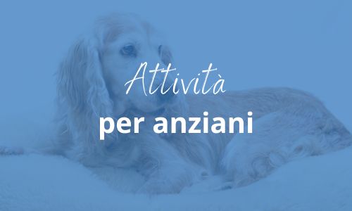 attività per cani anziani attività per cani anziani