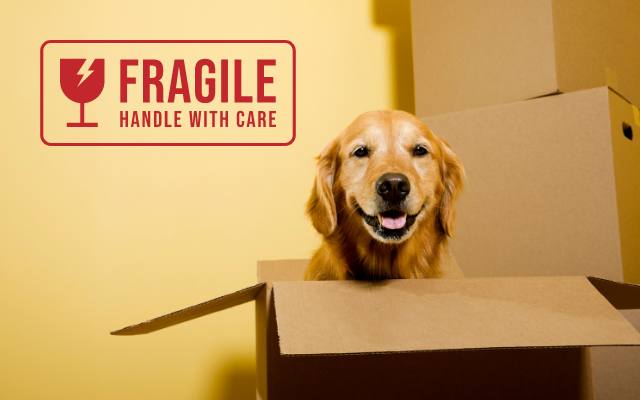 cane anziano fragile