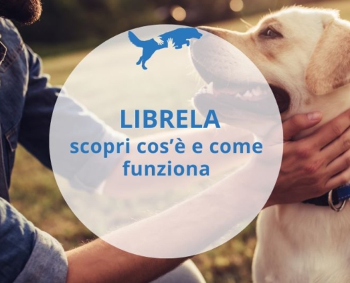proprietario che accarezza il suo cane labrador