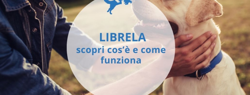 proprietario che accarezza il suo cane labrador