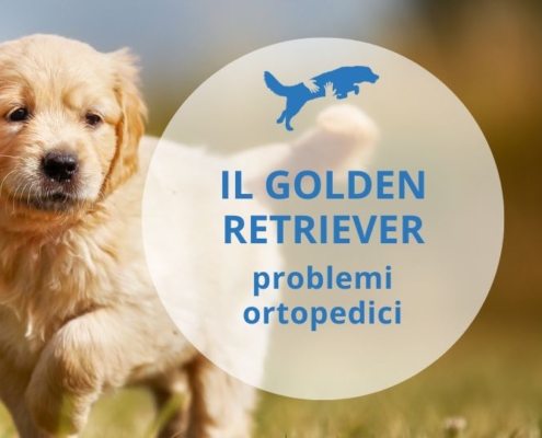 problemi di salute golden retriever