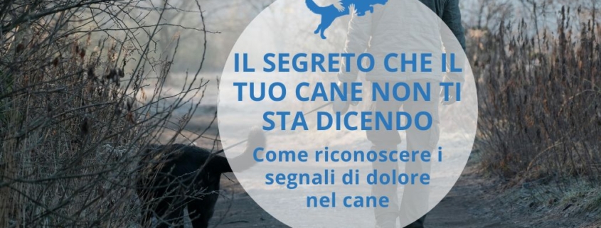 segnali dolore cane, proprietario che passeggia distratto senza osservare il cane