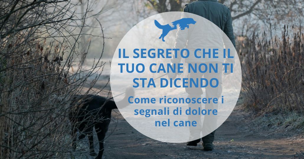 segnali dolore cane, proprietario che passeggia distratto senza osservare il cane