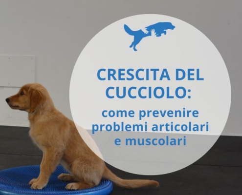 cucciolo che fa esercizi specifici