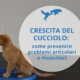 cucciolo che fa esercizi specifici
