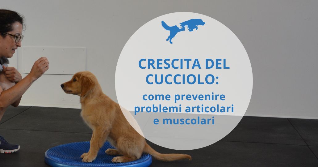 cucciolo che fa esercizi specifici